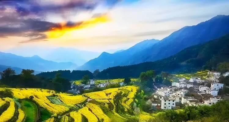 金色花的象征意义是什么？它们代表什么？