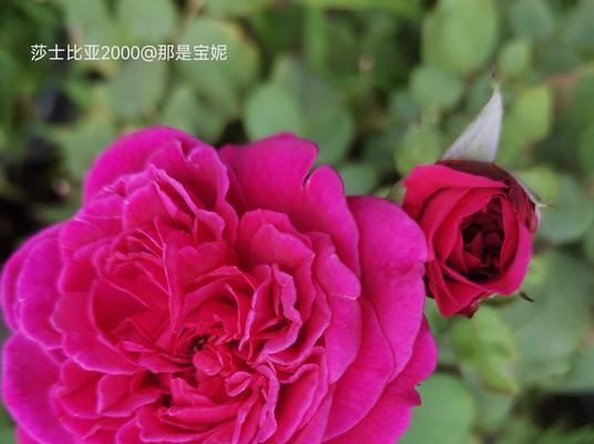 彩色的花朵含义是什么？彩色花朵代表的意义有哪些？