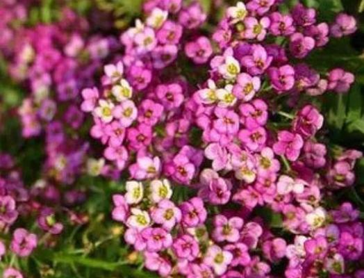 彩色的花朵含义是什么？彩色花朵代表的意义有哪些？