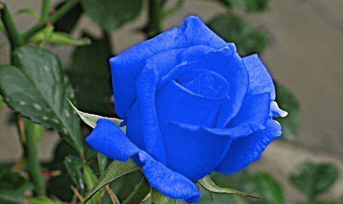一束花蓝色玫瑰花的含义是什么？蓝色玫瑰花代表什么？