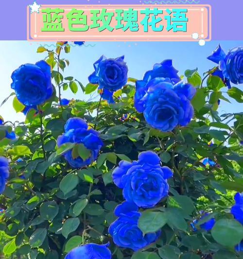 一束花蓝色玫瑰花的含义是什么？蓝色玫瑰花代表什么？
