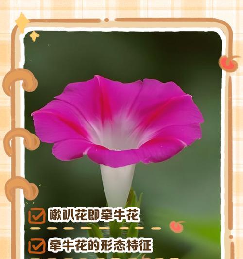 粉色牵牛花的寓意和花语有哪些？