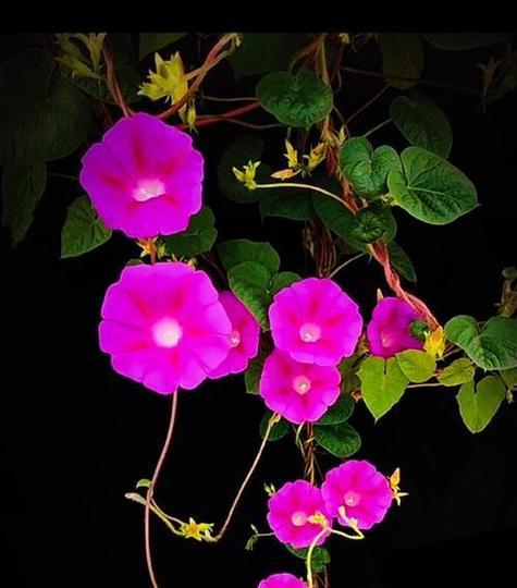 粉色牵牛花的寓意和花语有哪些？
