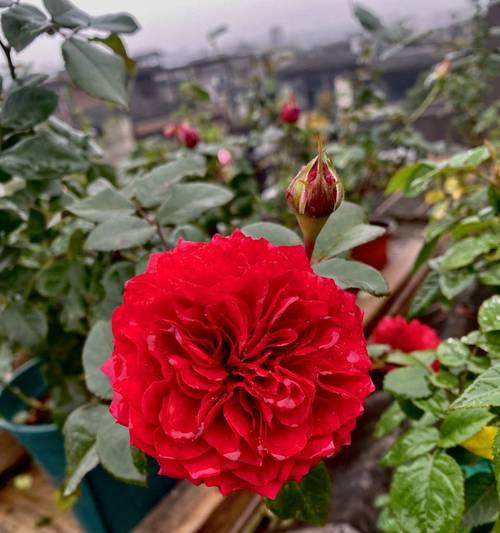红色玫瑰花代表什么？红色玫瑰花的深层含义是什么？