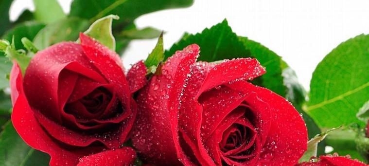 红色玫瑰花代表什么？红色玫瑰花的深层含义是什么？