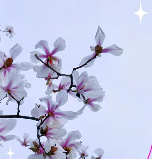 用花测试爱情的含义是什么？如何用花来测试爱情？