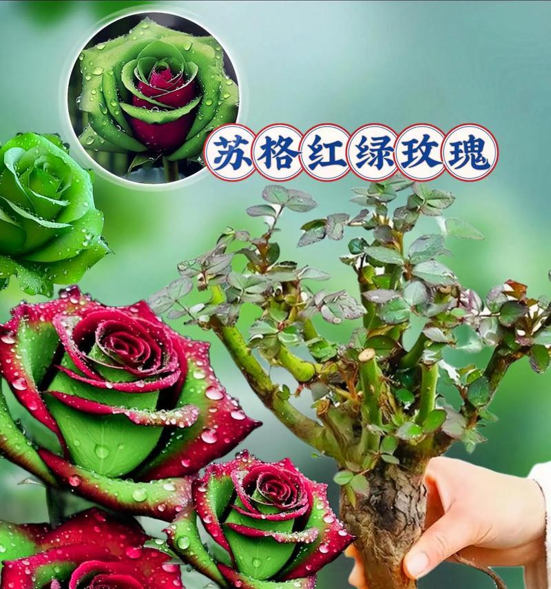 红绿色搭配的花代表什么意义？