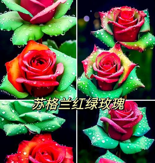 红绿色搭配的花代表什么意义？