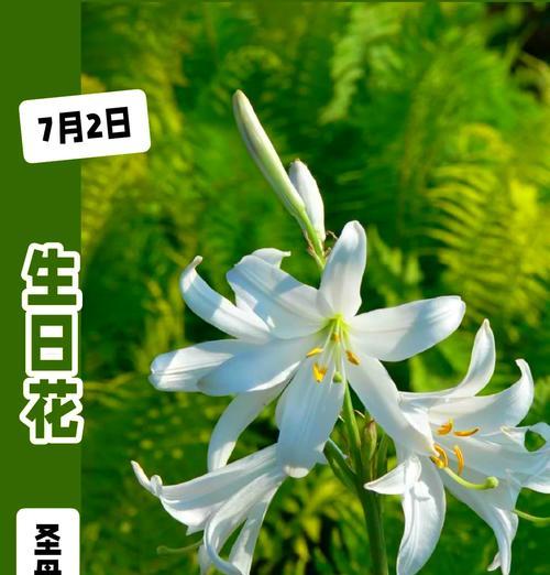 四支白色百合花的寓意是什么？