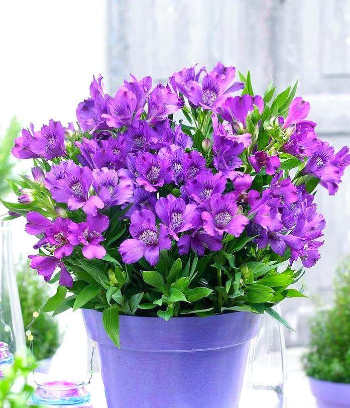 六瓣花象征好运幸福吗？六瓣花的寓意是什么？