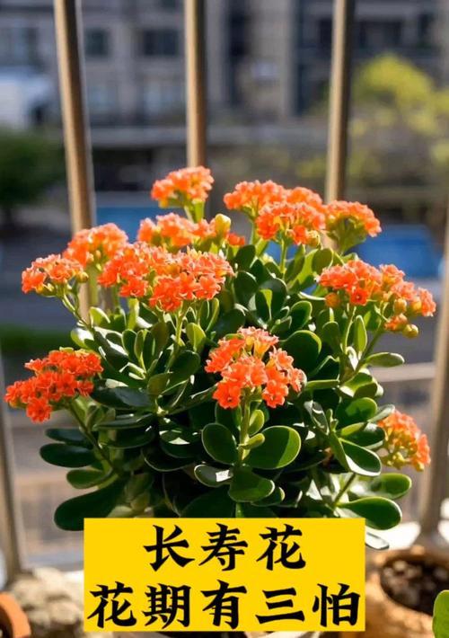 送病人长寿花有何寓意？选择时应注意什么？