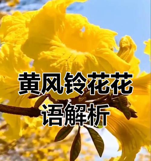 哪种花象征破碎的爱情？它们的寓意是什么？