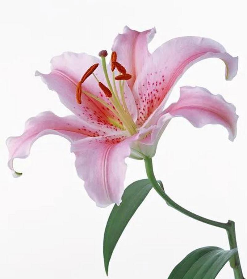 哪种花象征破碎的爱情？它们的寓意是什么？