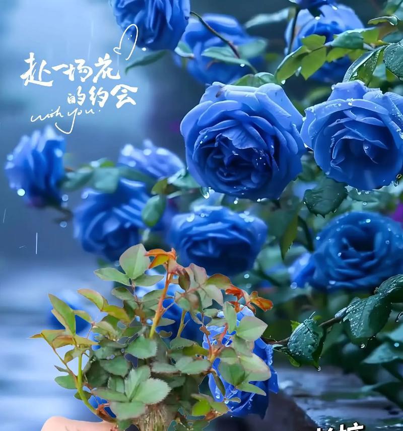 蓝色花与白云搭配象征什么？它们的寓意是什么？