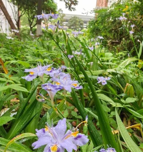 深绿色的花代表什么？深绿色花卉的寓意有哪些？