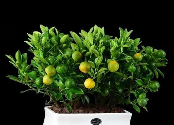 深绿色的花代表什么？深绿色花卉的寓意有哪些？