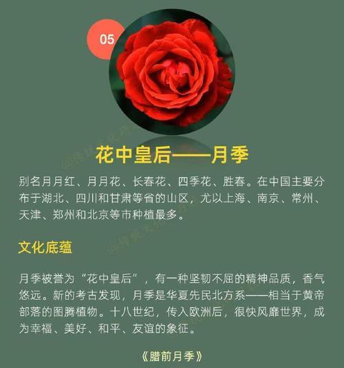 七夕节送一朵花有什么寓意？如何挑选寓意浪漫的单枝花？
