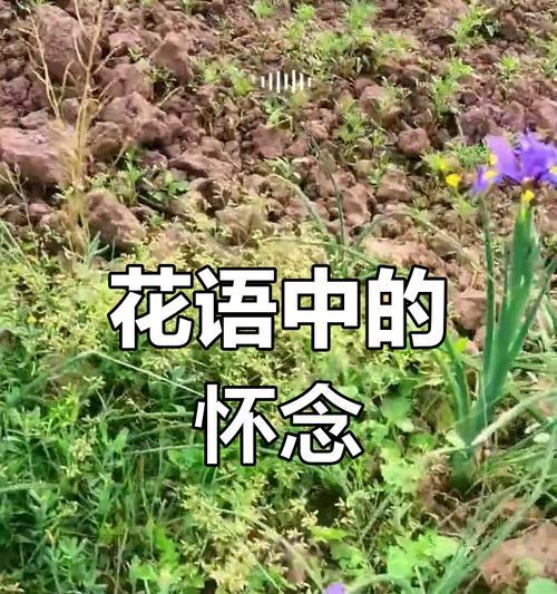 哪种花象征幸福和思念？其寓意是什么？