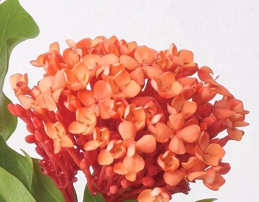 哪种花象征幸福和思念？其寓意是什么？