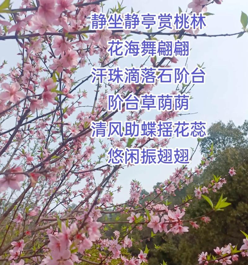 哪种花象征幸福和思念？其寓意是什么？