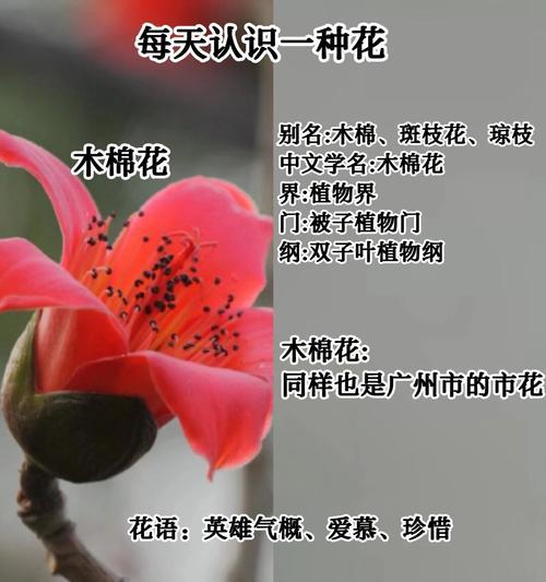 缅花如意算盘象征着什么？