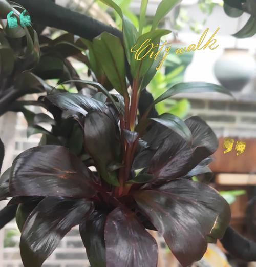 缅花如意算盘象征着什么？