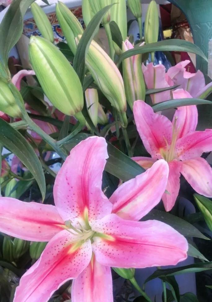 哪种花象征生意兴隆？生意节节高花的寓意是什么？