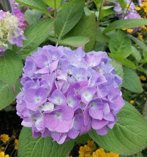 紫色绣球花有什么寓意？它的特征是什么？