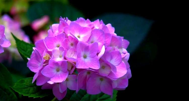 紫色绣球花有什么寓意？它的特征是什么？