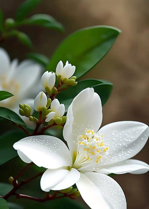 白色花朵代表什么含义？白色花的寓意有哪些？