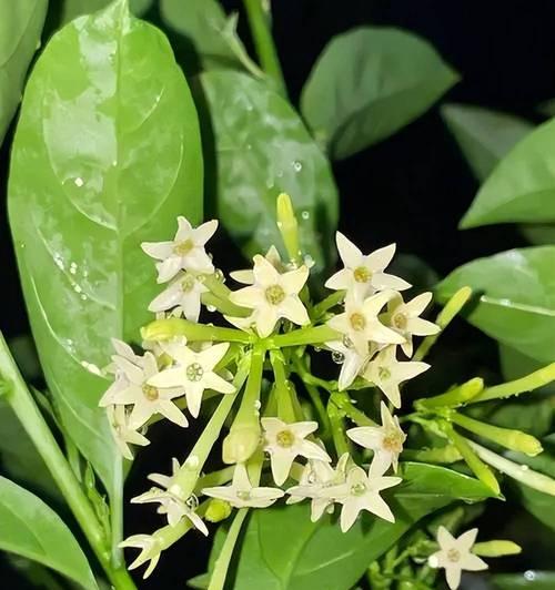 绿色花的寓意是什么？送给朋友有何特别含义？