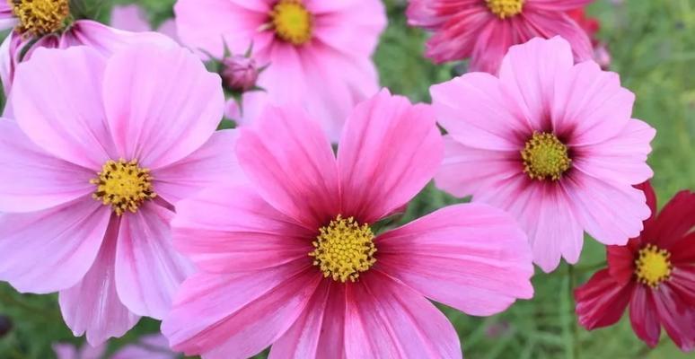 格桑花在文化中象征什么？格桑花的文化意义是什么？