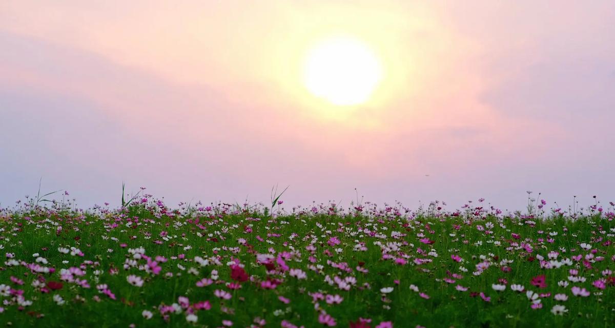 格桑花在文化中象征什么？格桑花的文化意义是什么？