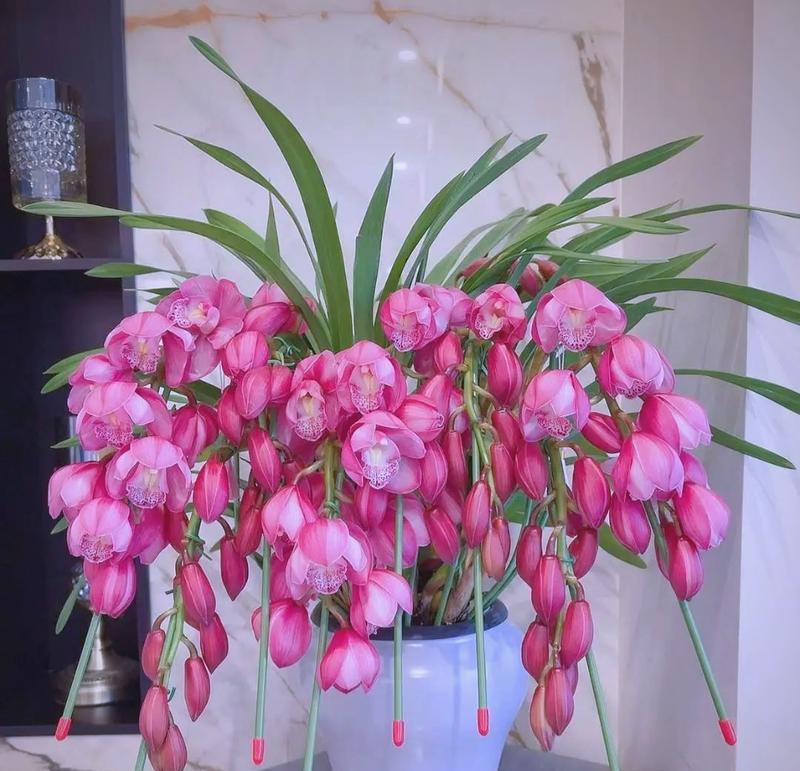 春节送什么花寓意好？选择有哪些？