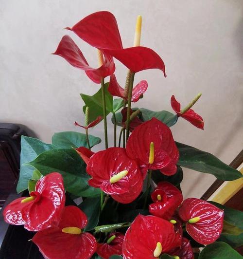 春节送什么花寓意好？选择有哪些？