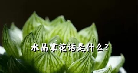 哪种花象征踏实的爱情？踏实爱情的花语有哪些？