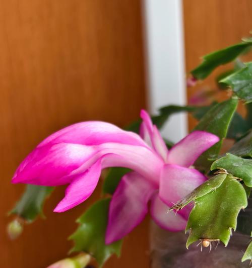 粉色的花含义和象征是什么？粉色花的花语有哪些？
