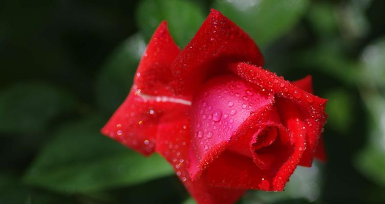 什么花象征平安？平安之意的花有哪些？