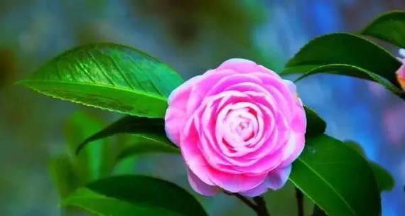 什么花象征平安？平安之意的花有哪些？