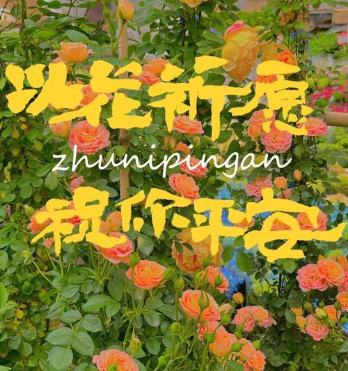 什么花象征平安？平安之意的花有哪些？