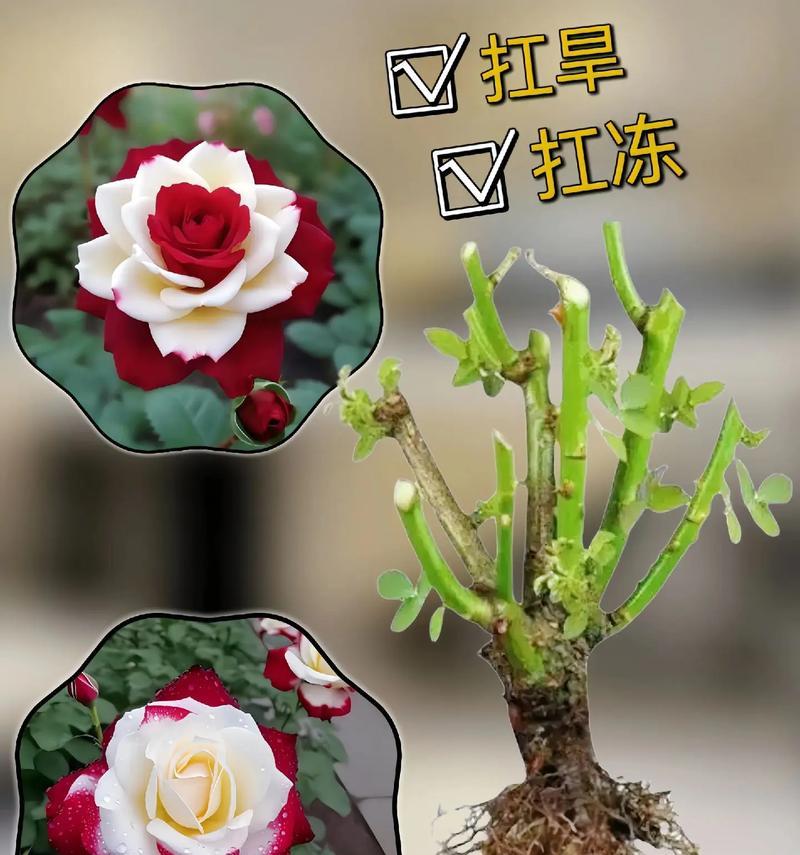 培养彩色玫瑰花有什么意义？培养彩色玫瑰花的寓意是什么？