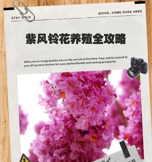 紫铃花寓意着怎样的爱情？
