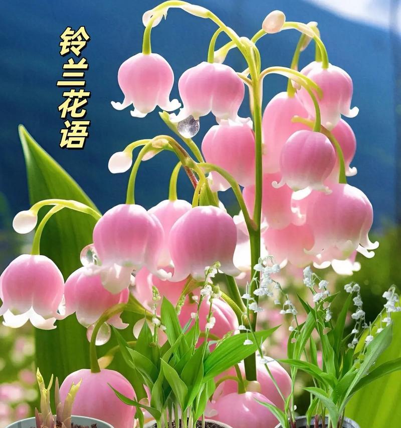 花语幸福的来临是什么意思？它象征着什么？