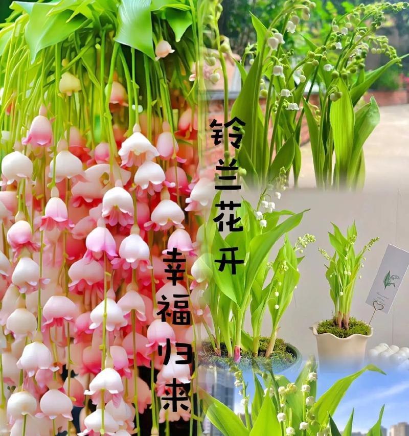 花语幸福的来临是什么意思？它象征着什么？