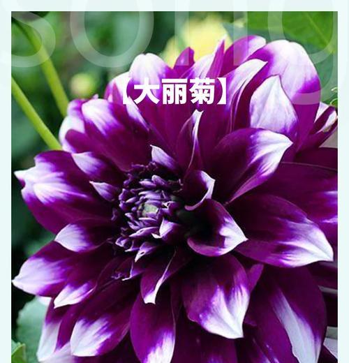 蓝紫色花的含义是什么？它们代表什么寓意？