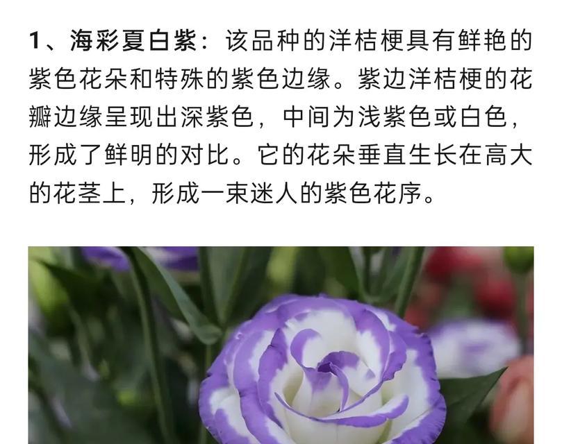 蓝紫色花的含义是什么？它们代表什么寓意？
