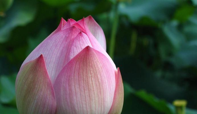 端午节五色花有哪些象征意义？