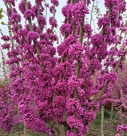 紫荆花在爱情中象征着什么？