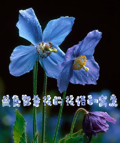 花的寓意是快乐的吗？它们通常象征着什么？
