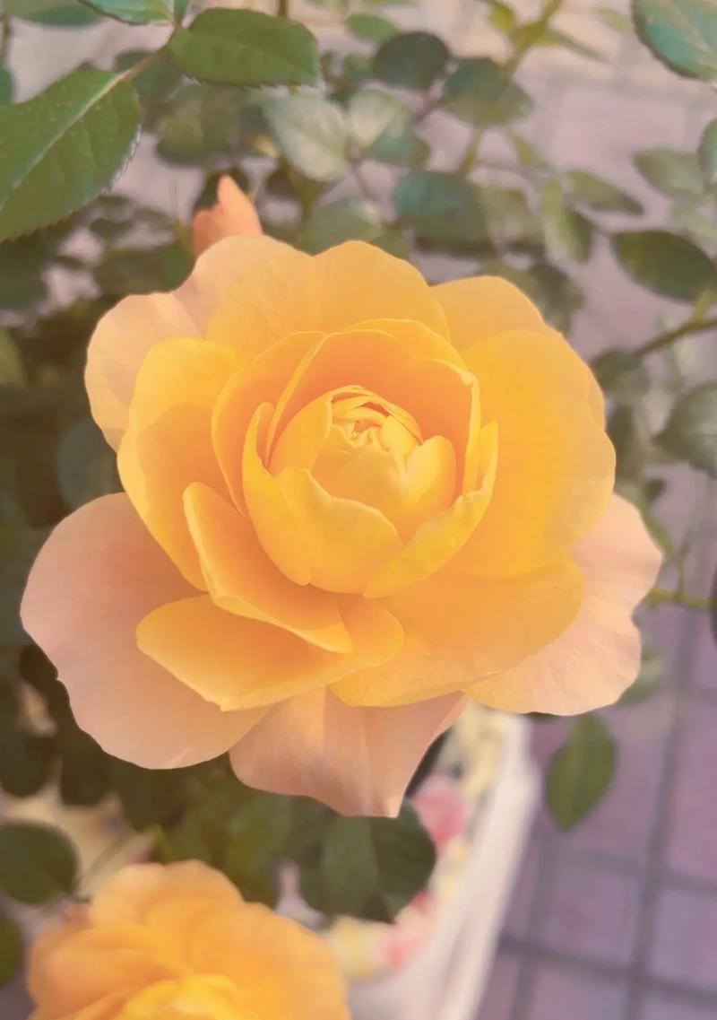 花的寓意是快乐的吗？它们通常象征着什么？